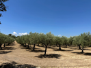 Olive grove
